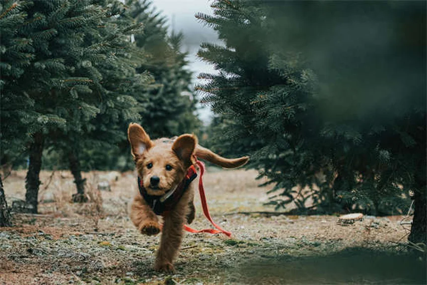 Hund hat Angst vor draußen? 5 bewährte Tipps für mehr Sicherheit