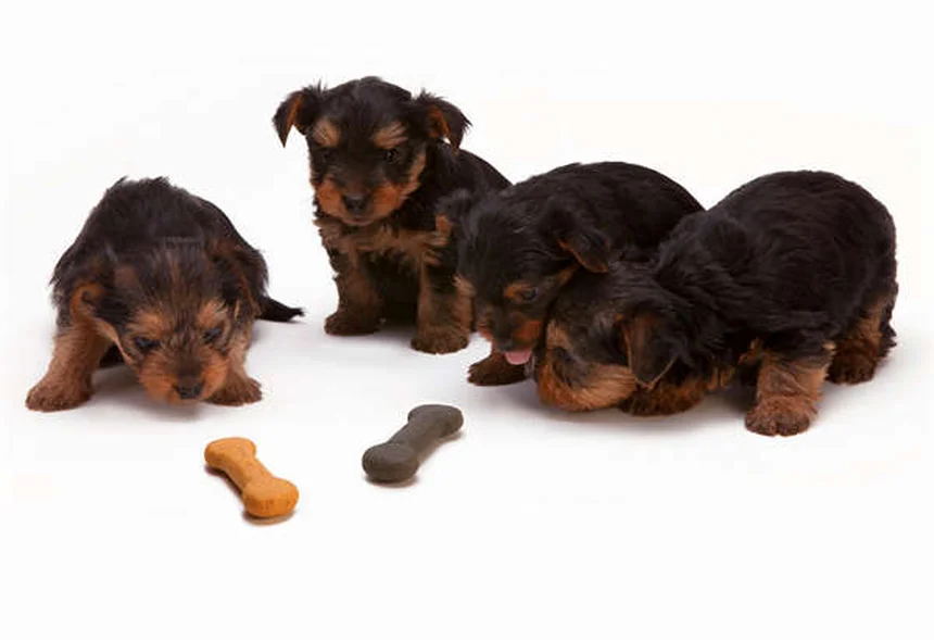 Hund hat Angst vor draußen? 5 bewährte Tipps für mehr Sicherheit