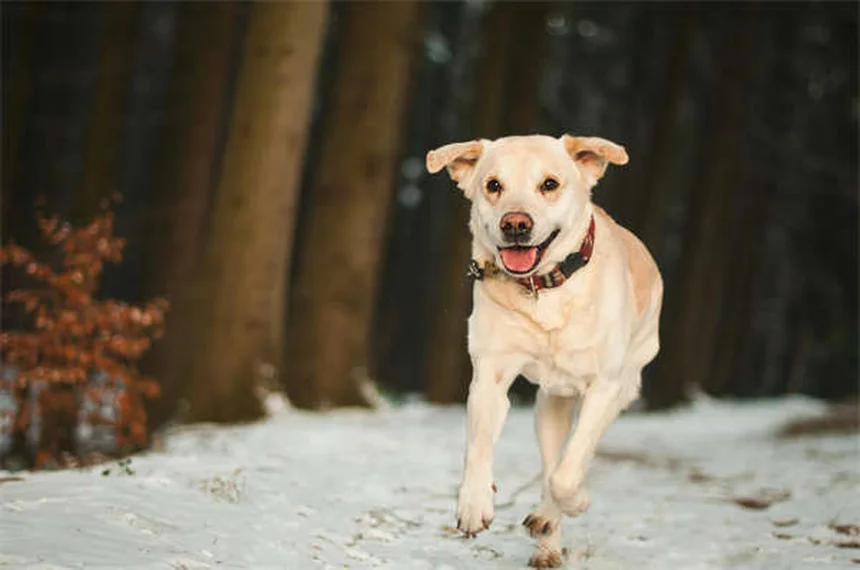 Nervösen Hund beruhigen: 7 bewährte Methoden für sofortige Entspannung