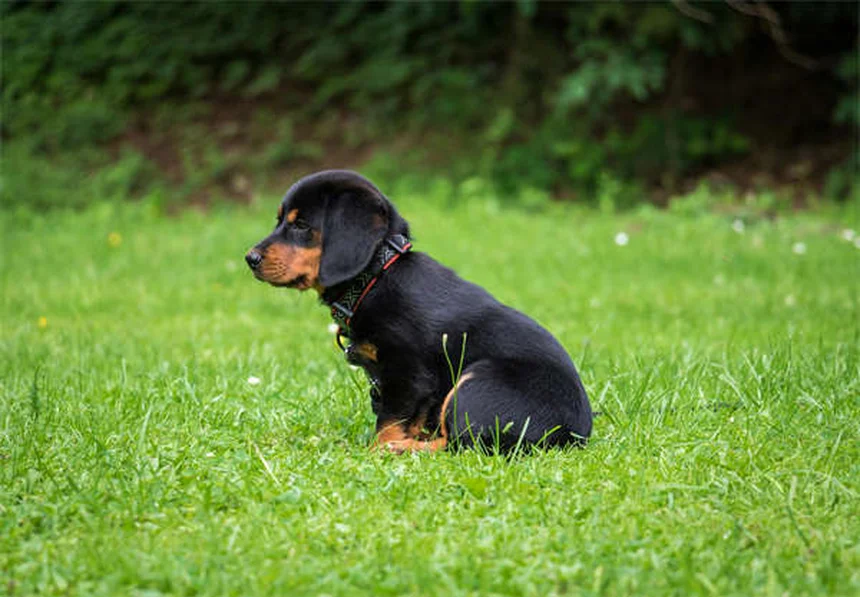 Floh- und Zeckenmittel-Vergiftung beim Hund: Symptome & Soforthilfe