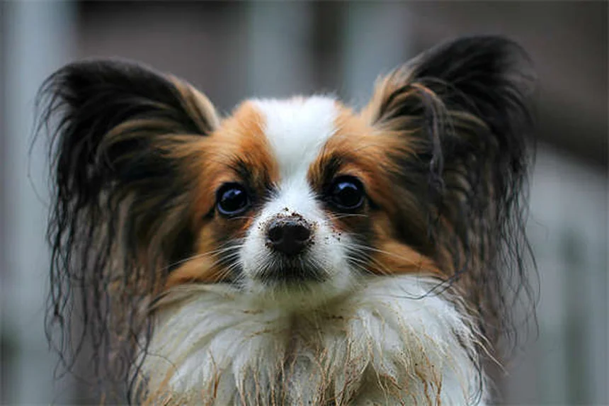 Hund hustet? 7 häufige Ursachen & was wirklich hilft