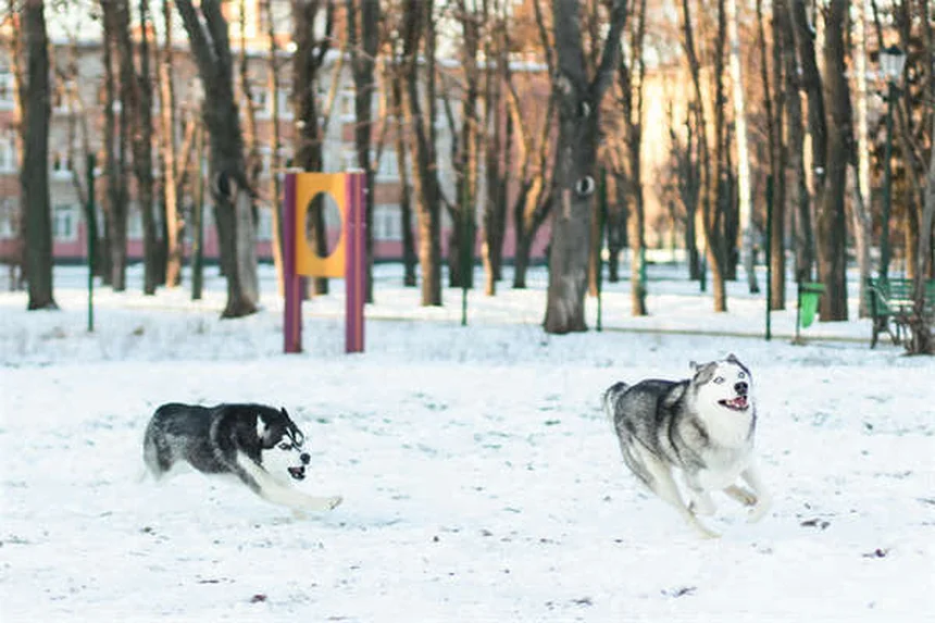 Fludrocortisonacetat für Hunde & Katzen: Wirkung & Dosierung