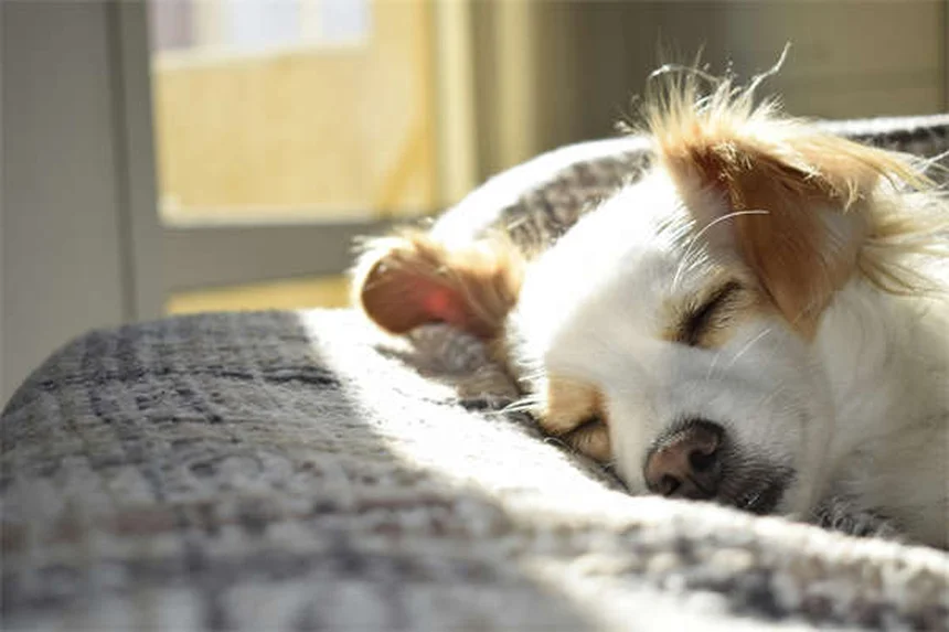 Hund zum Erbrechen bringen: Wann es sinnvoll ist & Gefahren