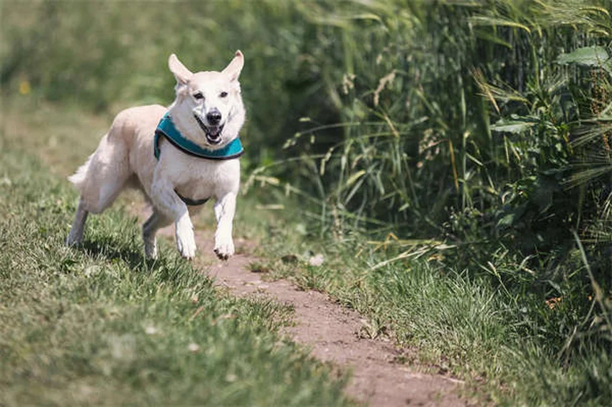 Hunde-Sonnenbrand: So schützt du deinen Vierbeiner richtig!