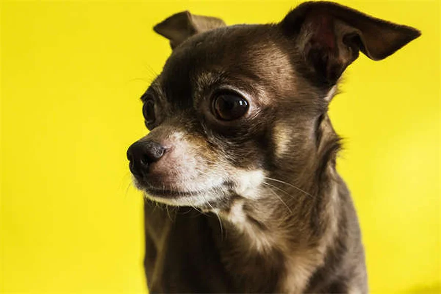 5 bewährte Tricks: So bleibt dein Hund länger satt