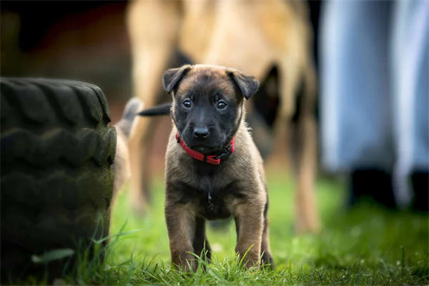 5 wichtige Sicherheitstipps für Hunde am Strand - So wird der Ausflug perfekt!