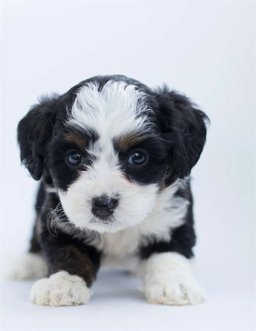 7 Hundehaltung-Fehler, die du unbedingt vermeiden solltest