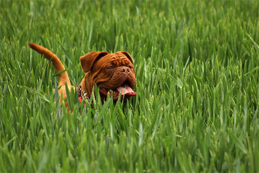 7 Hundehaltung-Fehler, die du unbedingt vermeiden solltest