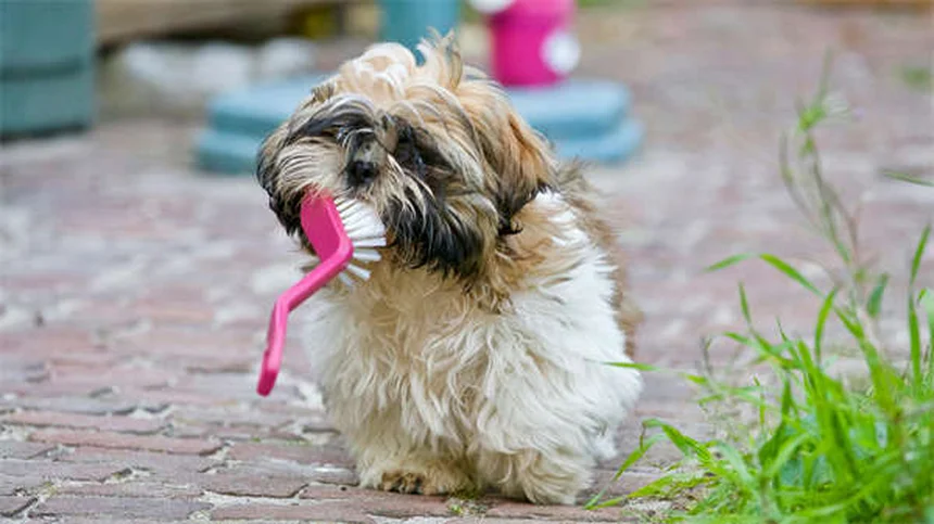 Können Hunde im Dunkeln sehen? Die erstaunliche Wahrheit über Hundeaugen