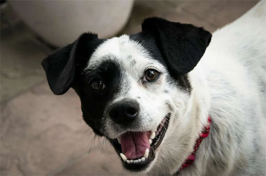 Hundetransporter: Welcher passt zu dir und deinem Vierbeiner?
