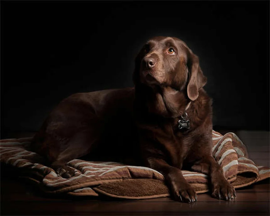 Hundetransporter: Welcher passt zu dir und deinem Vierbeiner?