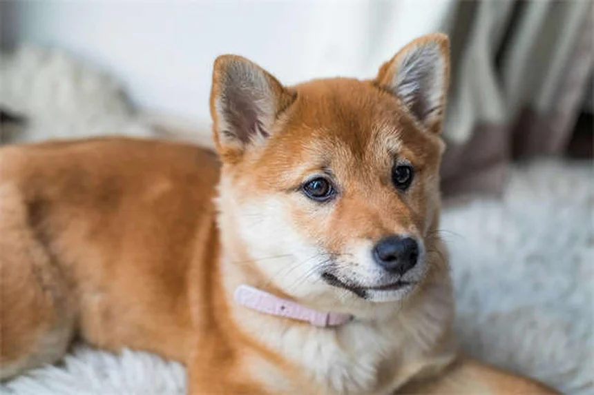 Hund DNA Test: 5 Gründe warum jeder Hundehalter ihn kennen sollte