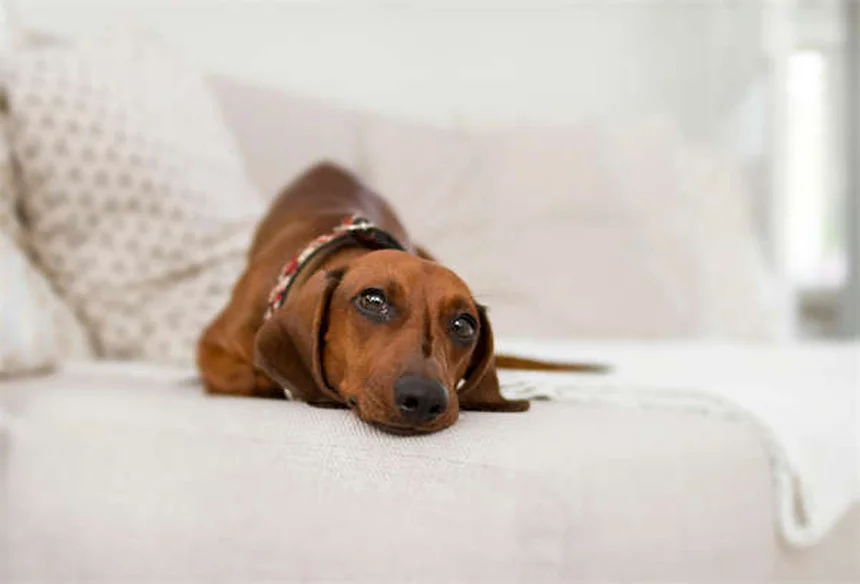BPA-freie Hundespielzeuge: 5 sichere Alternativen für deinen Vierbeiner