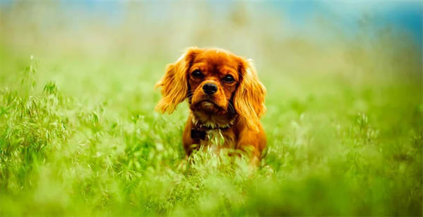BPA-freie Hundespielzeuge: 5 sichere Alternativen für deinen Vierbeiner