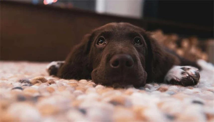 BPA-freie Hundespielzeuge: 5 sichere Alternativen für deinen Vierbeiner