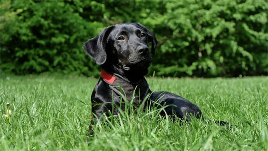 Hunde spiegeln ihren Besitzer: Wie ähnlich sind sich Mensch und Hund wirklich?