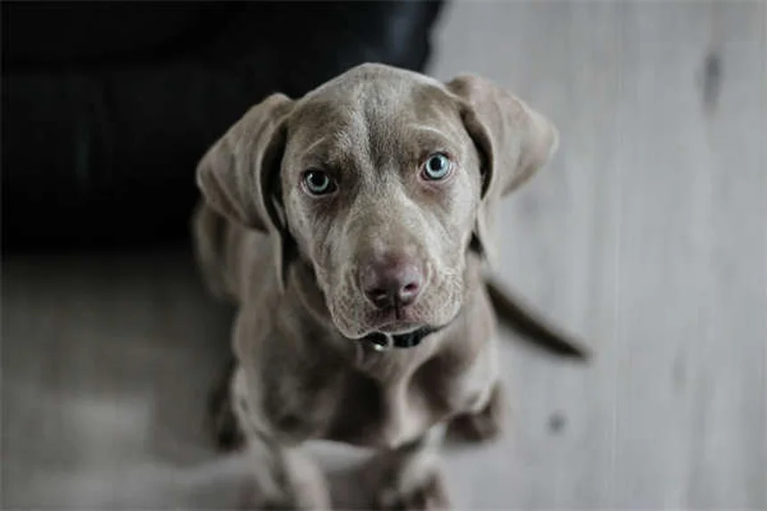 Hunde spiegeln ihren Besitzer: Wie ähnlich sind sich Mensch und Hund wirklich?