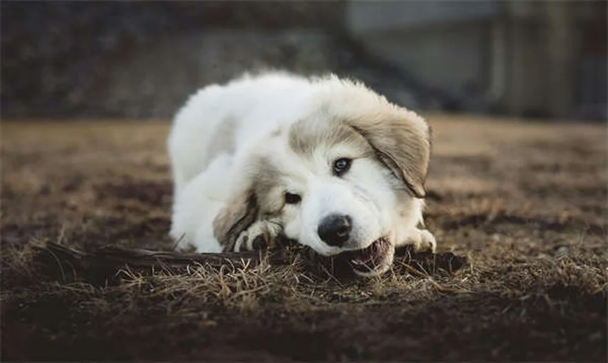 Frisbee mit Hund: 5 Tipps für den perfekten Start