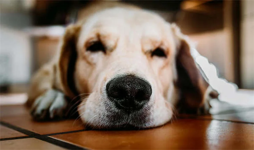 Frisbee mit Hund: 5 Tipps für den perfekten Start