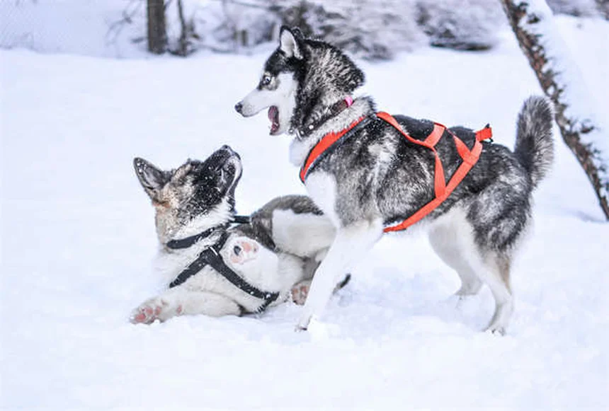 Frisbee mit Hund: 5 Tipps für den perfekten Start
