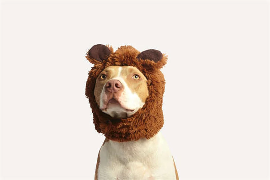 Diabetes bei Hunden: Symptome, Behandlung & Pflege-Tipps