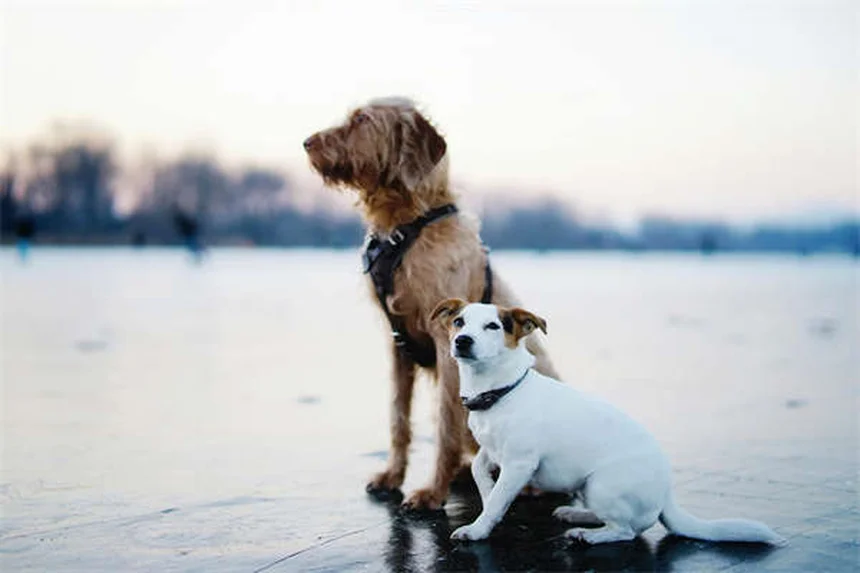 Diabetes bei Hunden: Symptome, Behandlung & Pflege-Tipps