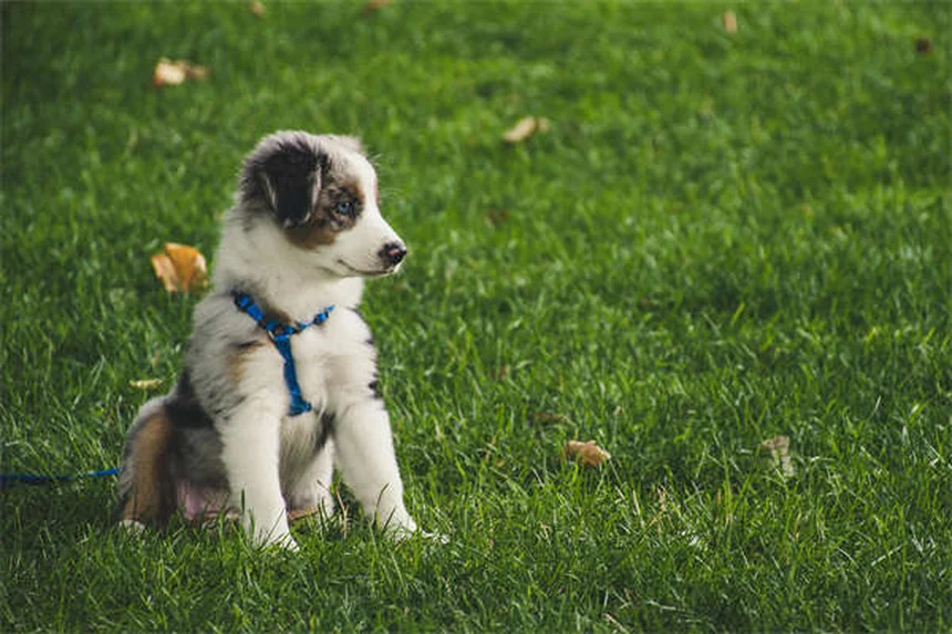 Hundebewegung in der Stadt: 5 geniale Lösungen für Berufstätige