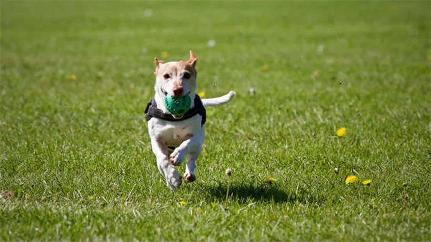 Hundebewegung in der Stadt: 5 geniale Lösungen für Berufstätige