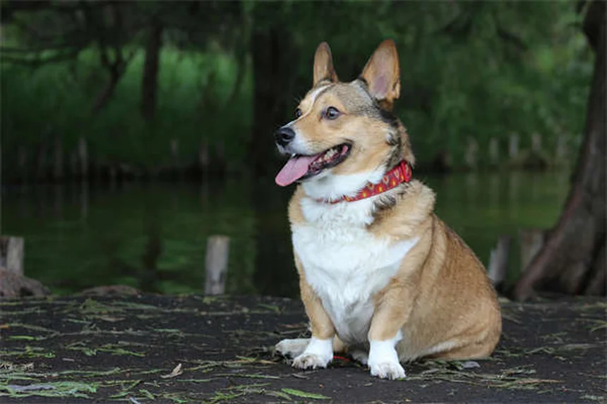 Hund verliert Haare: Wann ist es normal und wann zum Tierarzt?
