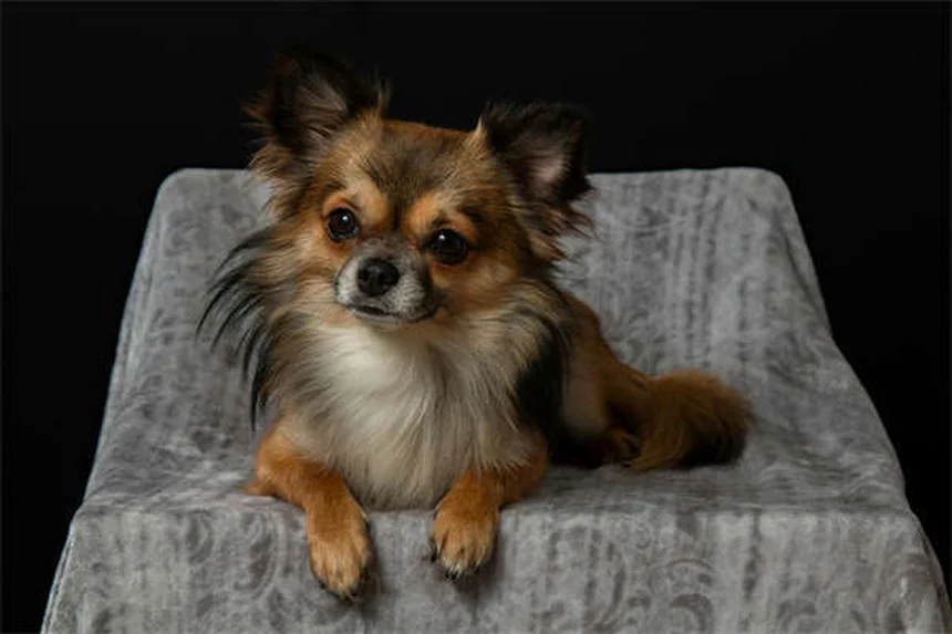 Hund verliert Haare: Wann ist es normal und wann zum Tierarzt?