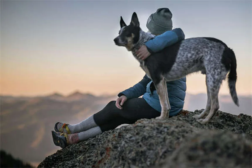 Reinrassige Hunde: 5 Gesundheitsrisiken, die jeder kennen sollte