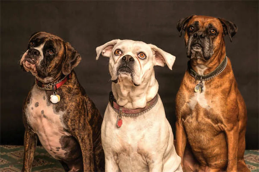 Reinrassige Hunde: 5 Gesundheitsrisiken, die jeder kennen sollte