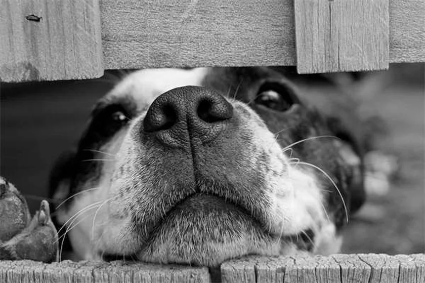 Schwarzpulver für Hunde: 5 gefährliche Risiken & Schutz-Tipps