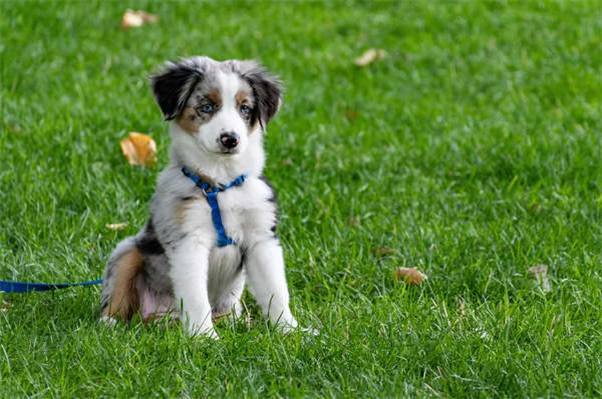 Hunde adoptieren andere Tiere: 5 unglaubliche Geschichten über tierische Fürsorge