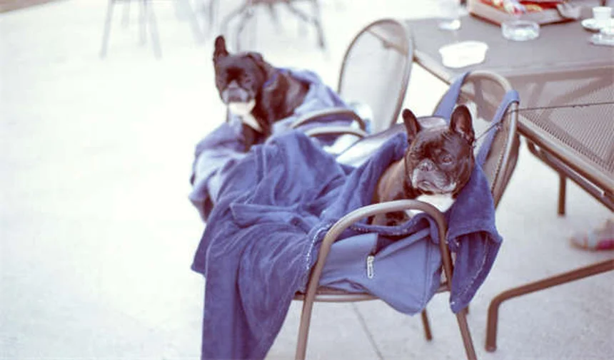 Hunde adoptieren andere Tiere: 5 unglaubliche Geschichten über tierische Fürsorge