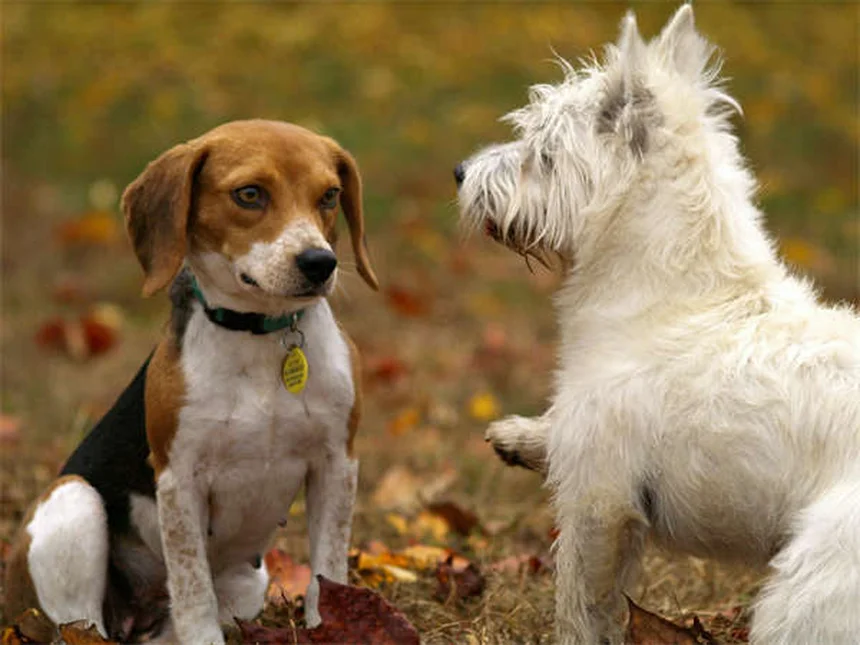 Servicehunde vs. Emotional Support Dogs: Der ultimative Vergleich 2024