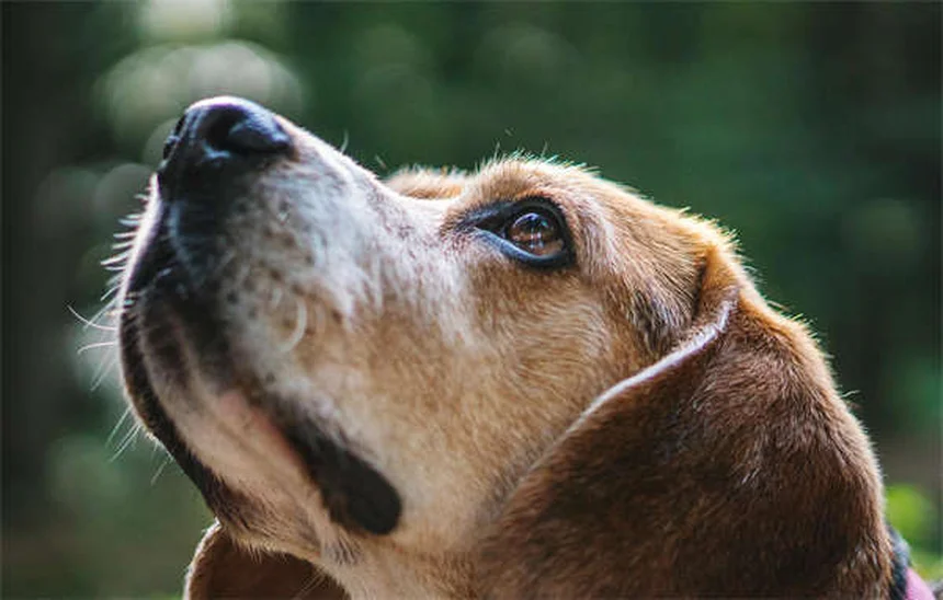 Servicehunde vs. Emotional Support Dogs: Der ultimative Vergleich 2024